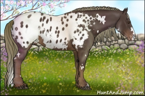 Horse Color:White Spotted Liver Chestnut Blanket