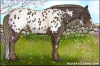 Horse Color:White Spotted Liver Chestnut Blanket