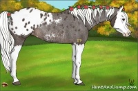 Horse Color:Liver Chestnut Splash Appaloosa Rabicano