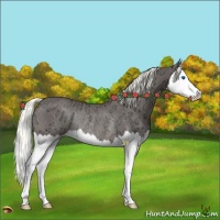 Horse Color:Liver Chestnut Ice Mushroom Splash Rabicano