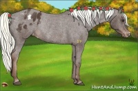 Horse Color:Liver Chestnut Appaloosa Rabicano 