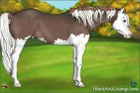 Horse Color:Liver Chestnut Splash