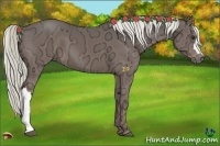 Horse Color:Liver Chestnut Ice 