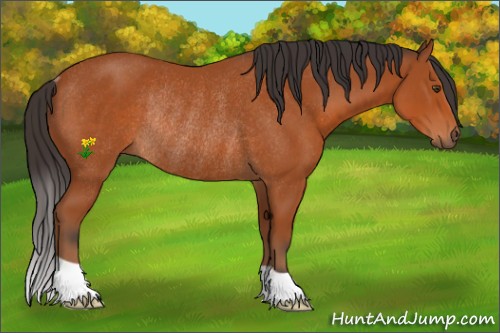 Horse Color:Brown Rabicano 