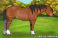 Horse Color:Brown Rabicano 