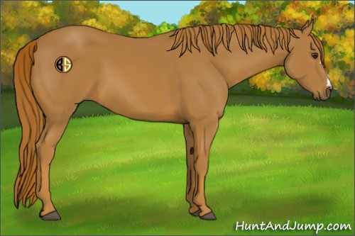 Horse Color:Chestnut 