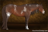 Horse Color:White Spotted Liver Chestnut 