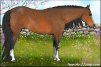 Horse Color:White Spotted Bay 