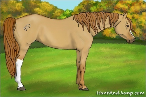 Horse Color:Red Dun