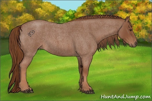 Horse Color:Red Roan 