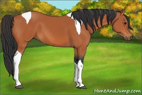 Horse Color:Bay Tobiano 