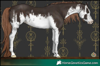 Horse Color:White Spotted Liver Chestnut 