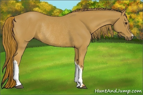 Horse Color:Chestnut Rabicano 