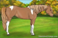 Horse Color:Chestnut Tobiano