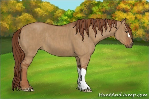 Horse Color:Red Dun Brindle