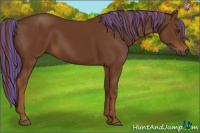 Horse Color:Gray Painted Chestnut 