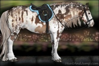 Horse Color:White Spotted Liver Chestnut Sabino  and White Spotted Liver Red Onyx Sabino Appaloosa 