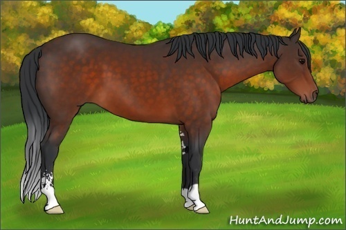Horse Color:Brown Sabino