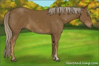 Horse Color:Chocolate Palomino 