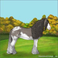 Horse Color:Grullo Splash Appaloosa 
