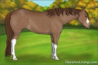 Horse Color:Liver Chestnut 