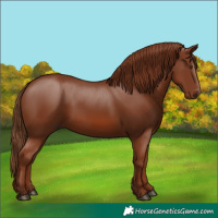 Horse Color:Chestnut 