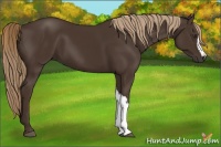 Horse Color:Liver Chestnut 