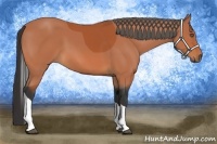 Horse Color:Bay Tobiano 