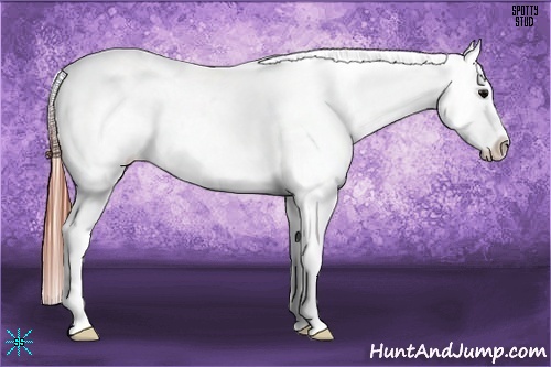 Horse Color:Brown Appaloosa 
