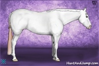 Horse Color:Brown Appaloosa