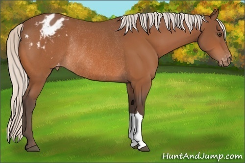 Horse Color:Silver Bay Mushroom Blanket Rabicano 