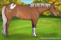 Horse Color:Silver Bay Appaloosa Rabicano 