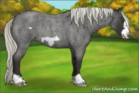 Horse Color:Liver Red Roan Frame Rabicano