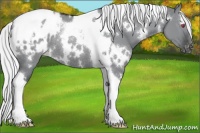 Horse Color:White Spotted Silver Grullo Chinchilla Tobiano Blanket Rabicano
