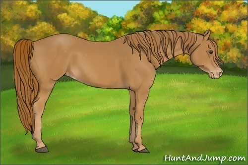 Horse Color:Chestnut Appaloosa 