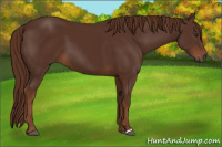 Horse Color:Gray Chestnut 