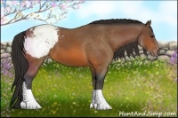 Horse Color:Bay Snowcap 
