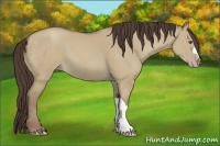 Horse Color:Classic Champagne Dun 