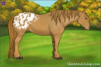 Horse Color:Chestnut Appaloosa
