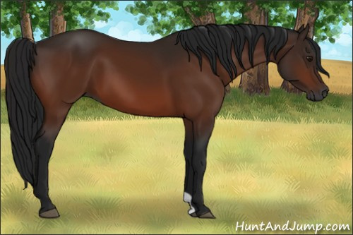 Horse Color:Gray Bay 