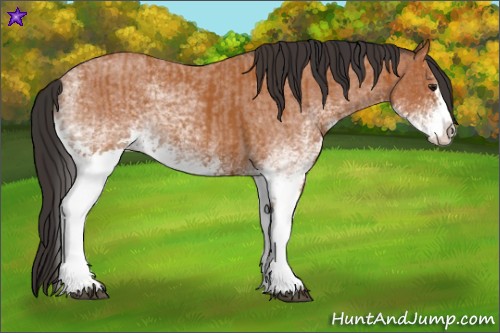 Horse Color:White Spotted Bay Splash  and White Spotted Bay Roan Splash 