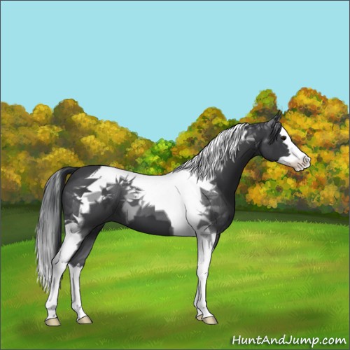 Horse Color:Black Splash Tobiano