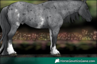 Horse Color:White Spotted Blue Chinchilla Roan