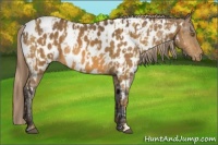 Horse Color:Palomino Near Leopard  and Buckskin Near Leopard 