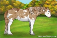 Horse Color:White Spotted Red Dun Splash Frame Rabicano