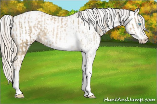 Horse Color:Chocolate Palomino Pearl Sabino Snowcap Rabicano and Chocolate Palomino Pearl Sabino Snowcap Rabicano