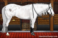 Horse Color:Platinum Chocolate Palomino Pearl Sabino Snowcap Rabicano  and Platinum Chocolate Palomino Pearl Sabino Blanket Rabicano 
