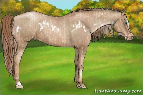 Horse Color:Chocolate Palomino Pearl Sabino Varnish Rabicano  and White Spotted Liver Chestnut Pearl Sabino Varnish Rabicano 