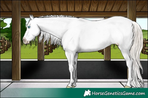 Horse Color:Chocolate Palomino Pearl Sabino Appaloosa Rabicano  and Chocolate Palomino Pearl Sabino Appaloosa Rabicano 