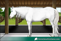 Horse Color:Chocolate Palomino Pearl Sabino Appaloosa Rabicano  and Chocolate Palomino Pearl Sabino Appaloosa Rabicano 